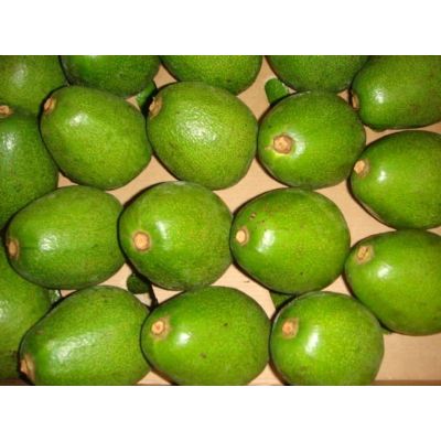 AGUACTES PERUANOS